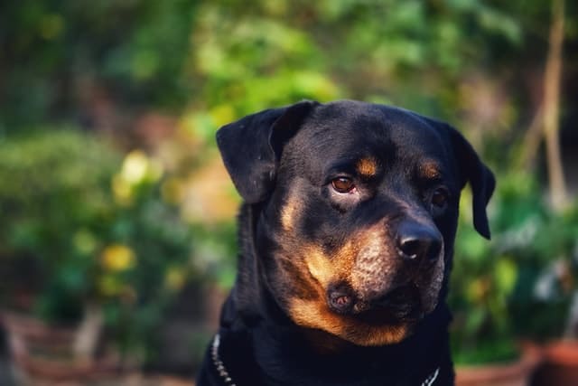 rottweiler_in_the_park.jpeg