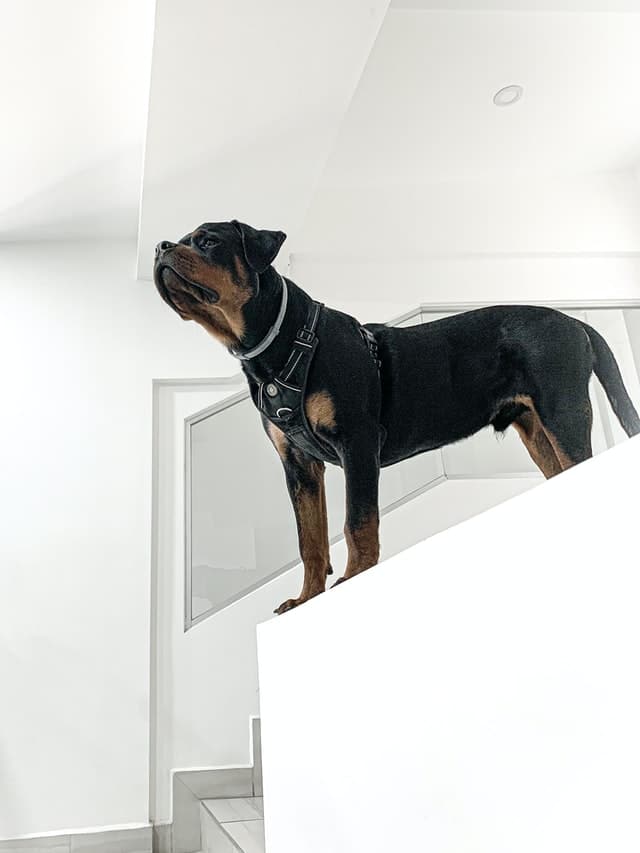 rottweiler_as_service_dog.jpeg