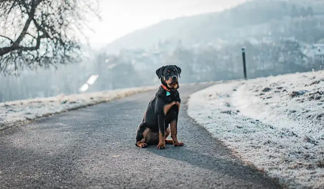 rottweiler_in_the_mountains.jpeg