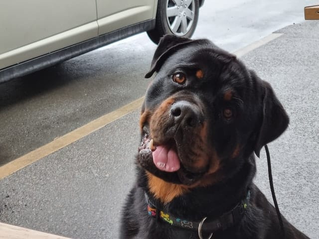 rottweiler_on_the_street