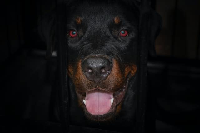 agressive_rottweiler.jpeg