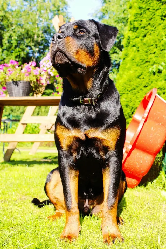 rottweiler_in_backyard.jpeg