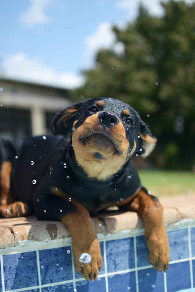 rottweiler_in_the_pool.jpeg