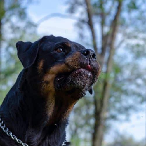 Why Do Rottweilers Growl? Is This Normal?