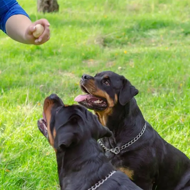 women_training_rottweilers.jpeg