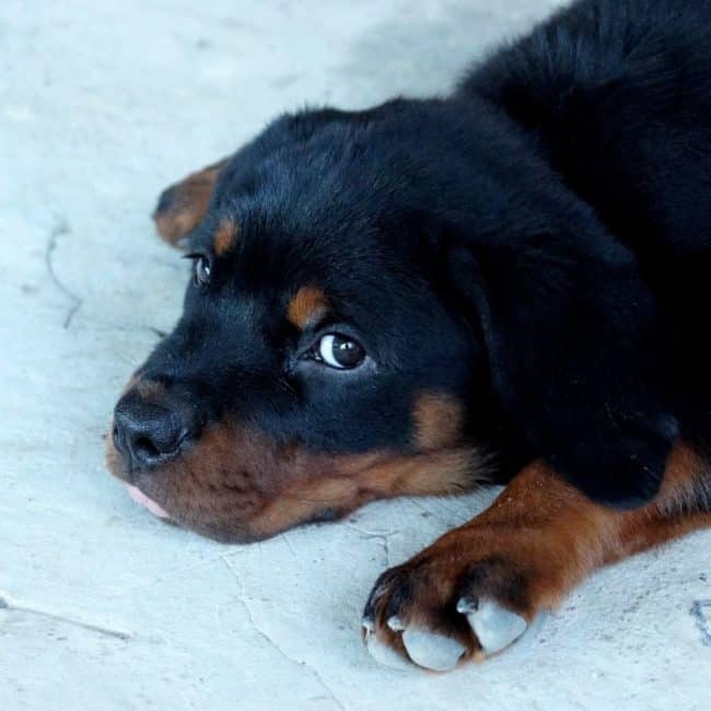 rottweiler_puppy.jpeg