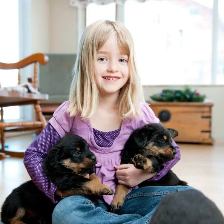 child_with_rottweiler_puppies.jpeg