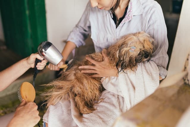 drying_dog_hair.jpeg