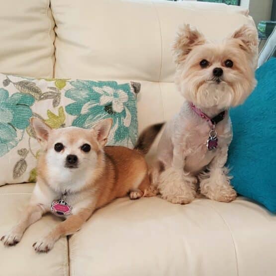 small_dogs_on_bed.jpeg