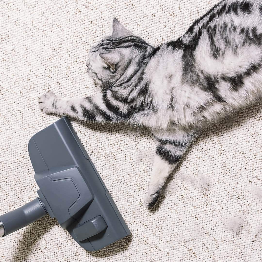 cat_hair_on_carpet.jpeg