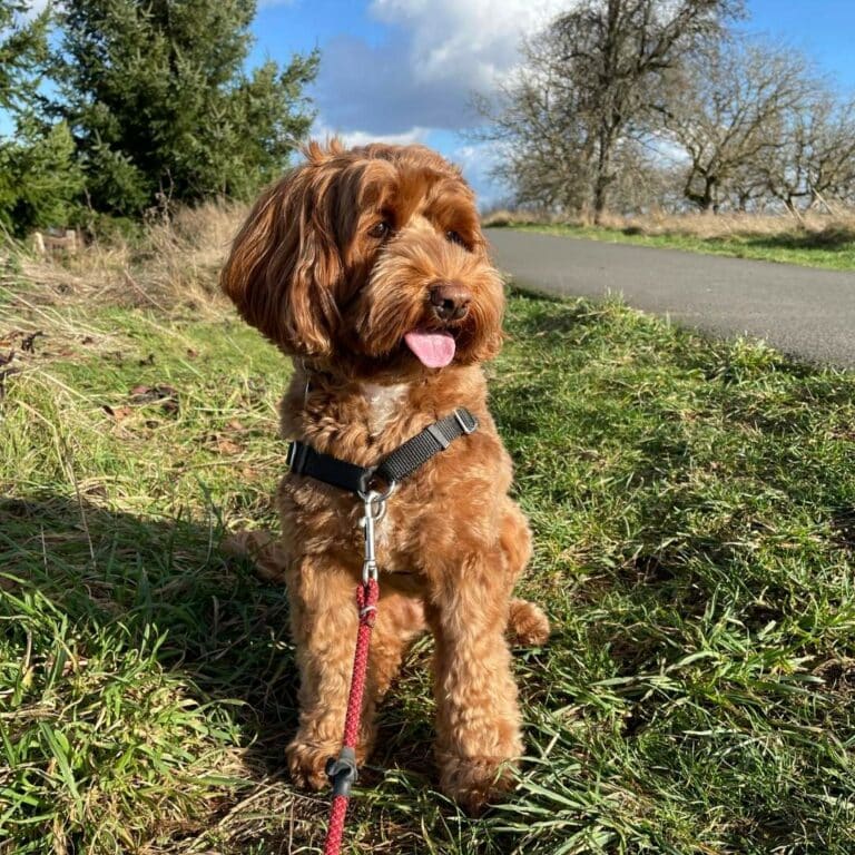 8 Best Doodle Rescues in Washington [ Proven List]