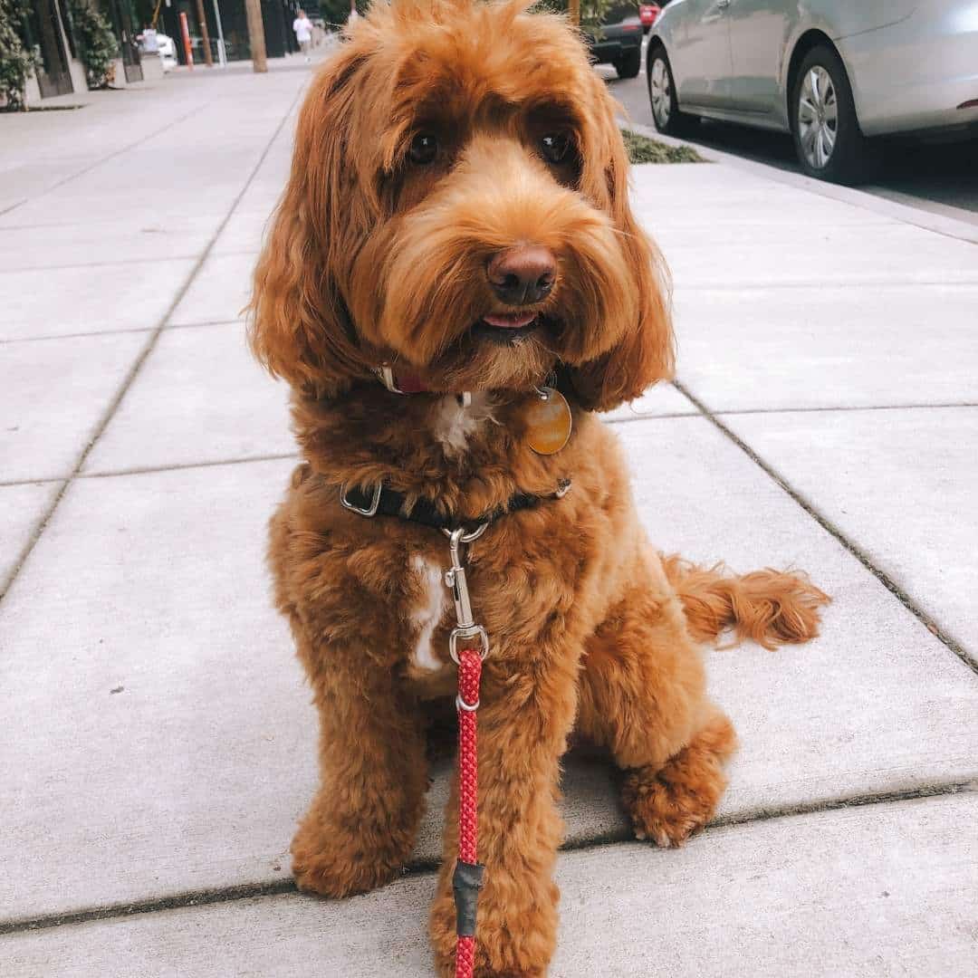 labradoodle_walk_on_street.jpeg