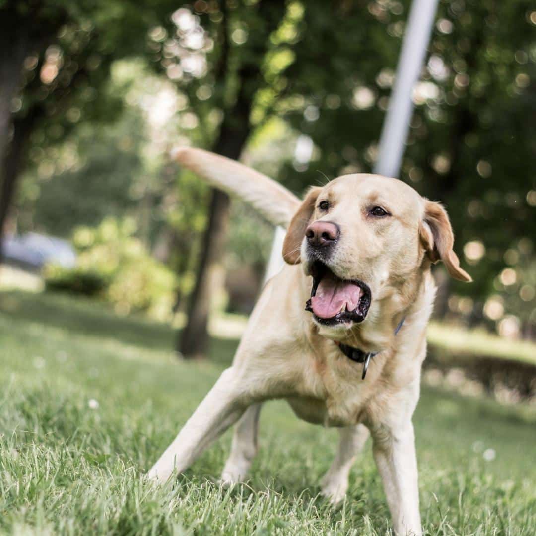 labrador_bark.jpeg