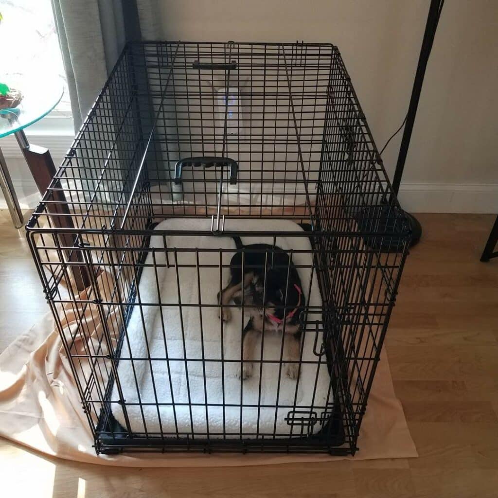 dog_in_cage_while_in_heating_cycle.jpeg