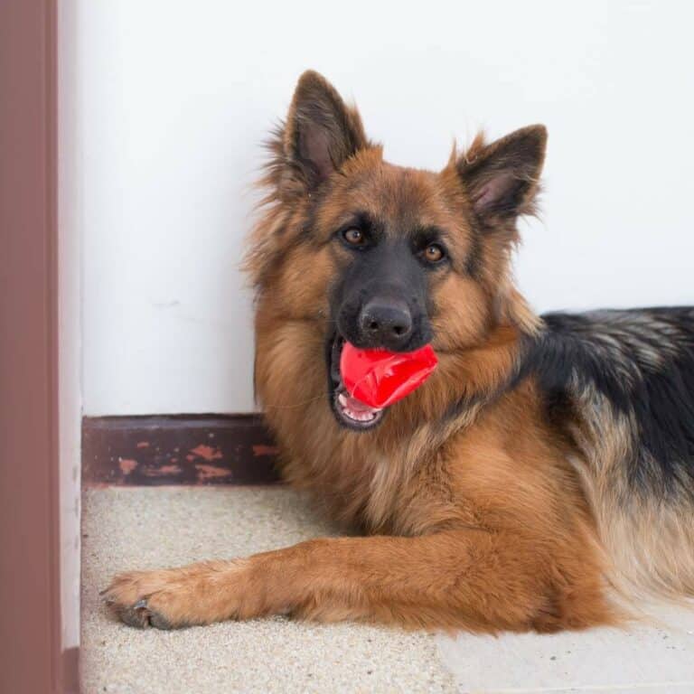 german_shepherd_with_toy_in_his_mouth.jpeg