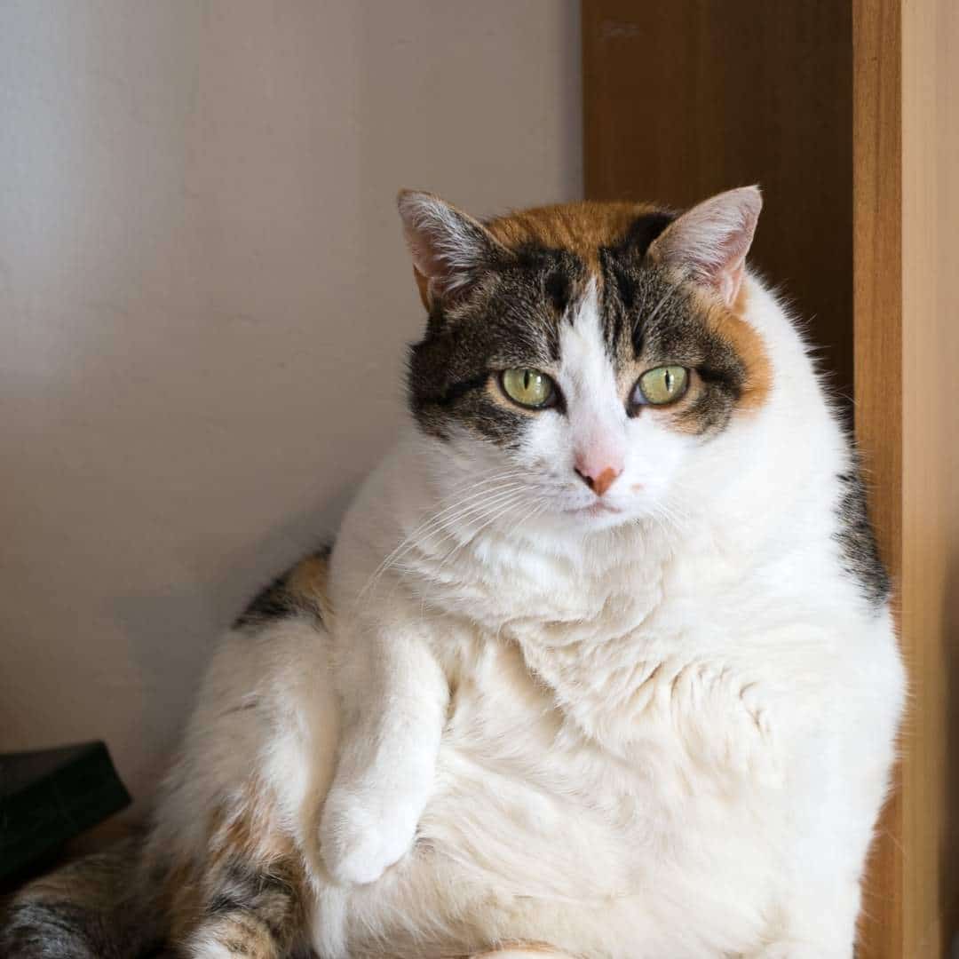 obese_cat.jpeg