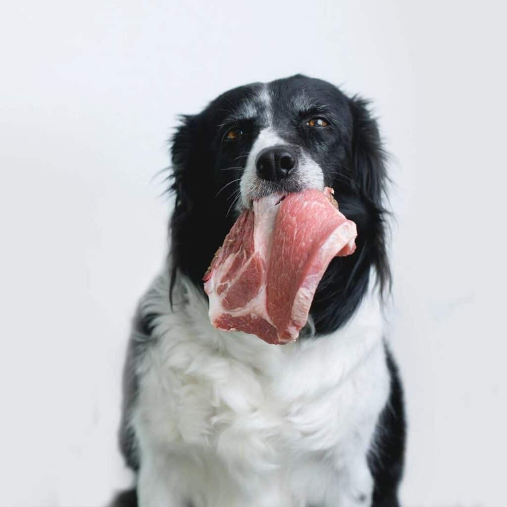 dog_eat_raw_meat.jpeg