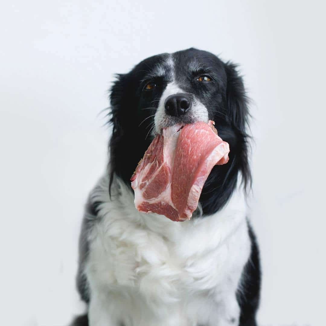 dog_eat_raw_meat.jpeg