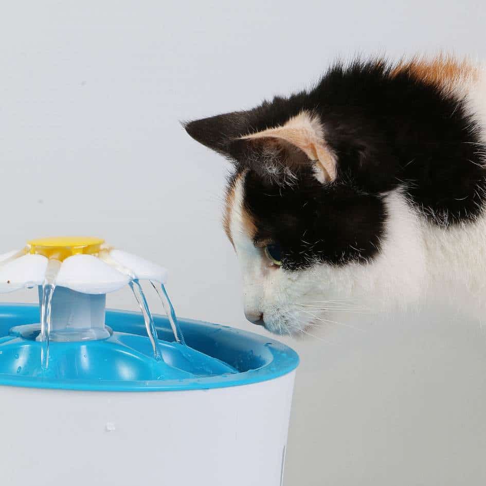 cat_fountain.jpeg