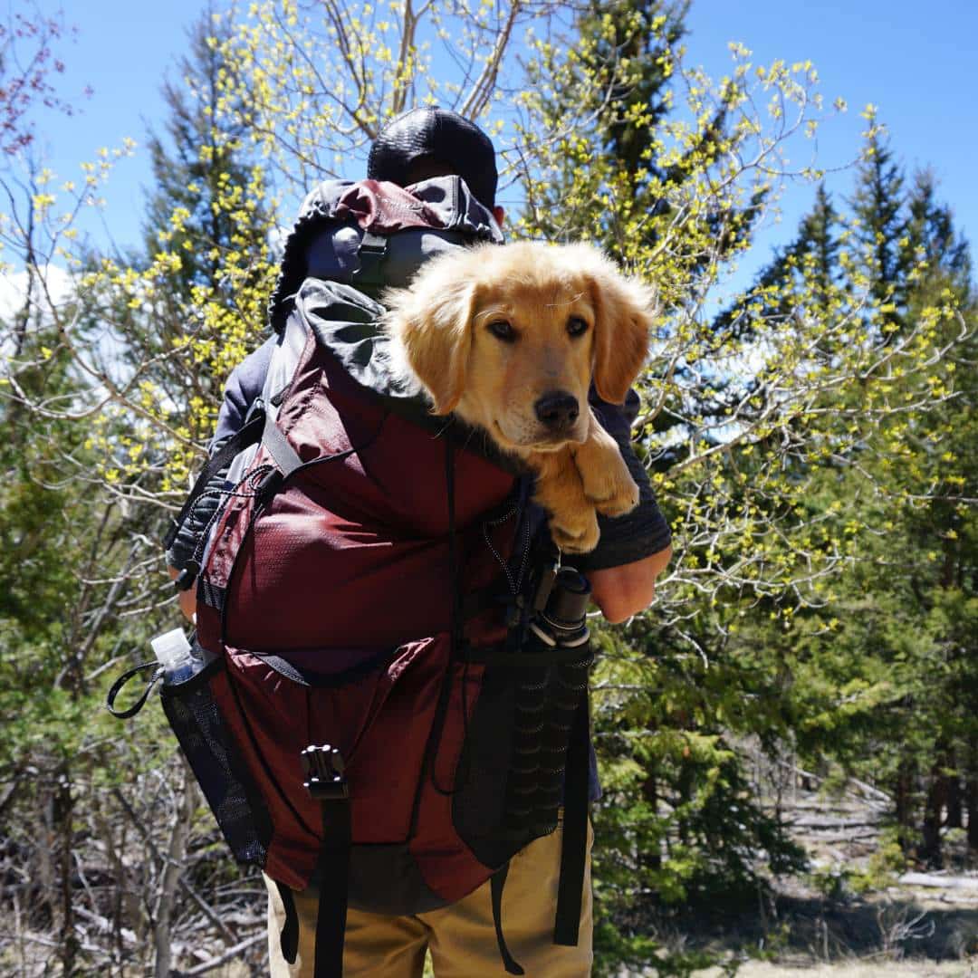 dog_in_regular_backpack.jpeg