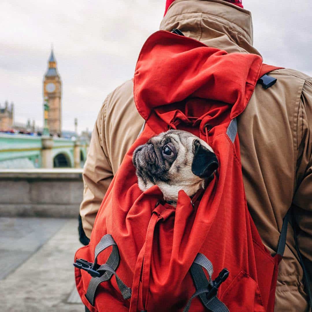 pug_dog_in_the_backpack.jpeg