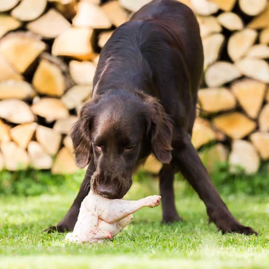 adult_dog_eating_raw_chicken.jpeg