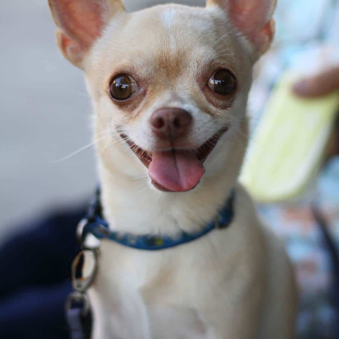 female_chihuahua.jpeg