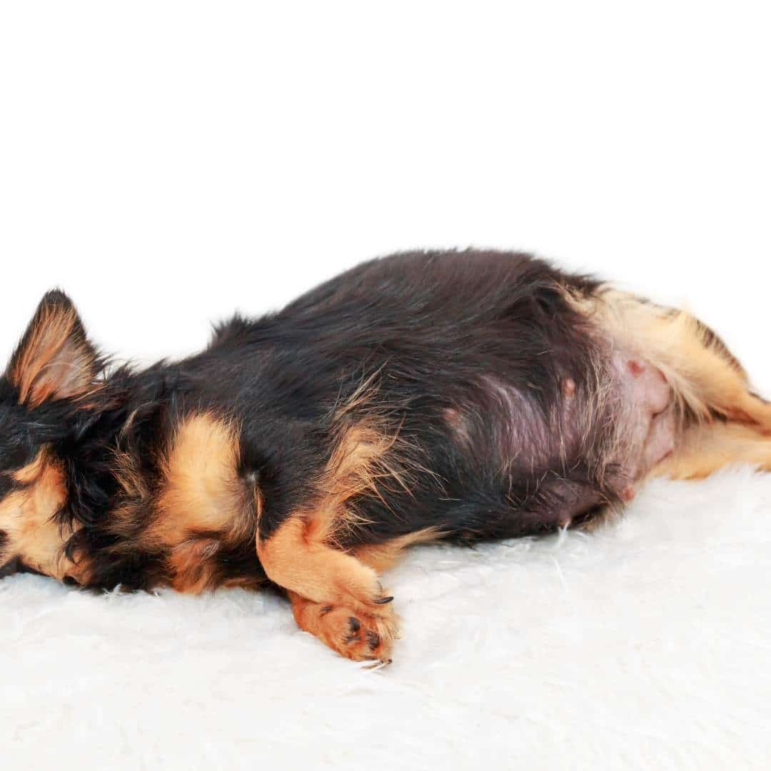 pregnant_chihuahua_dog.jpeg