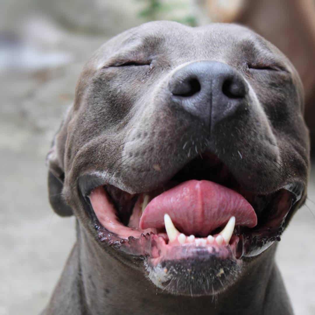 cheerful_pitbull.jpeg