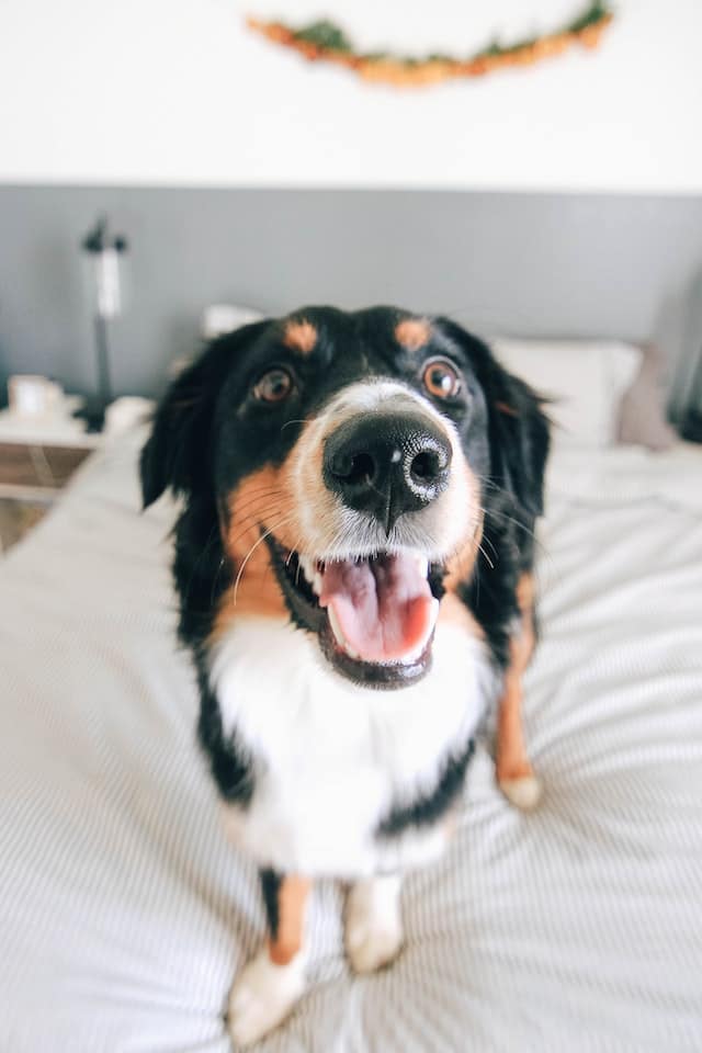 happy_dog_on_bed.jpeg