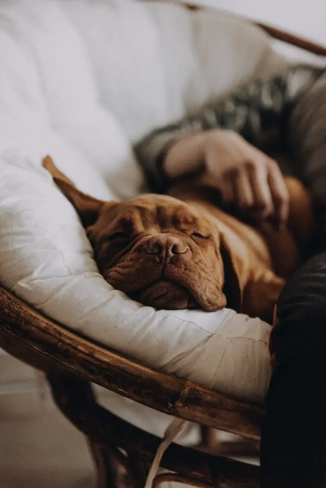men_sleeps_with_his_dog.jpeg