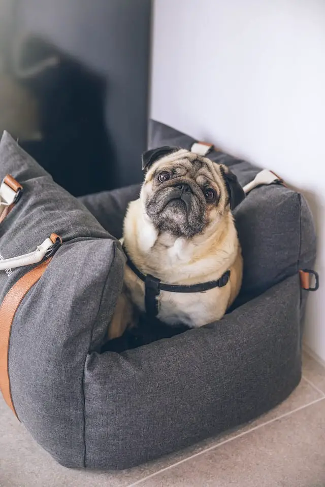 pug_in_dog_carrier.jpeg