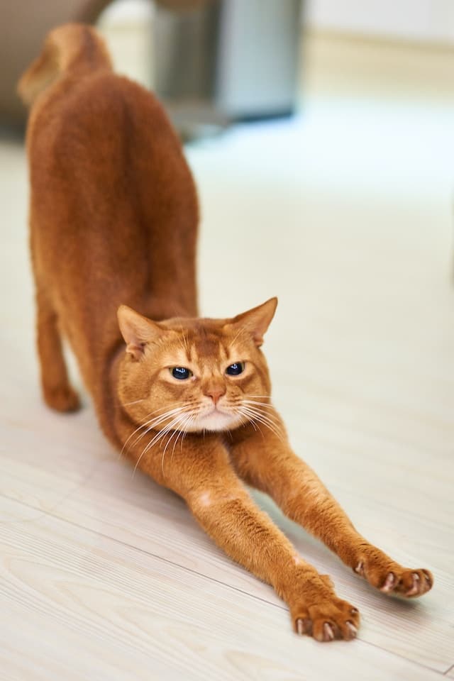 cat_stretching.jpeg