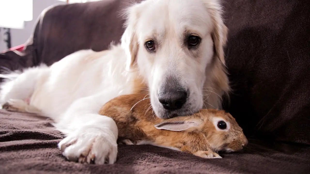 dog_and_rabbit_on_couch.jpeg