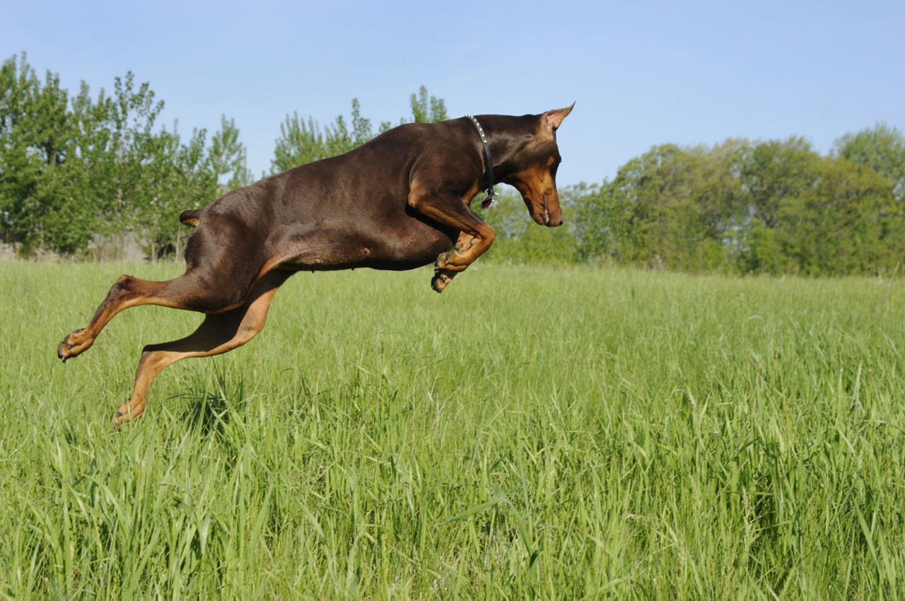 doberman_in_hunt.jpeg