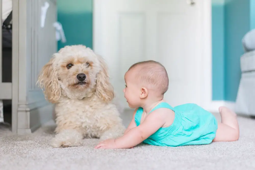baby_and_dog_photo_session.jpg