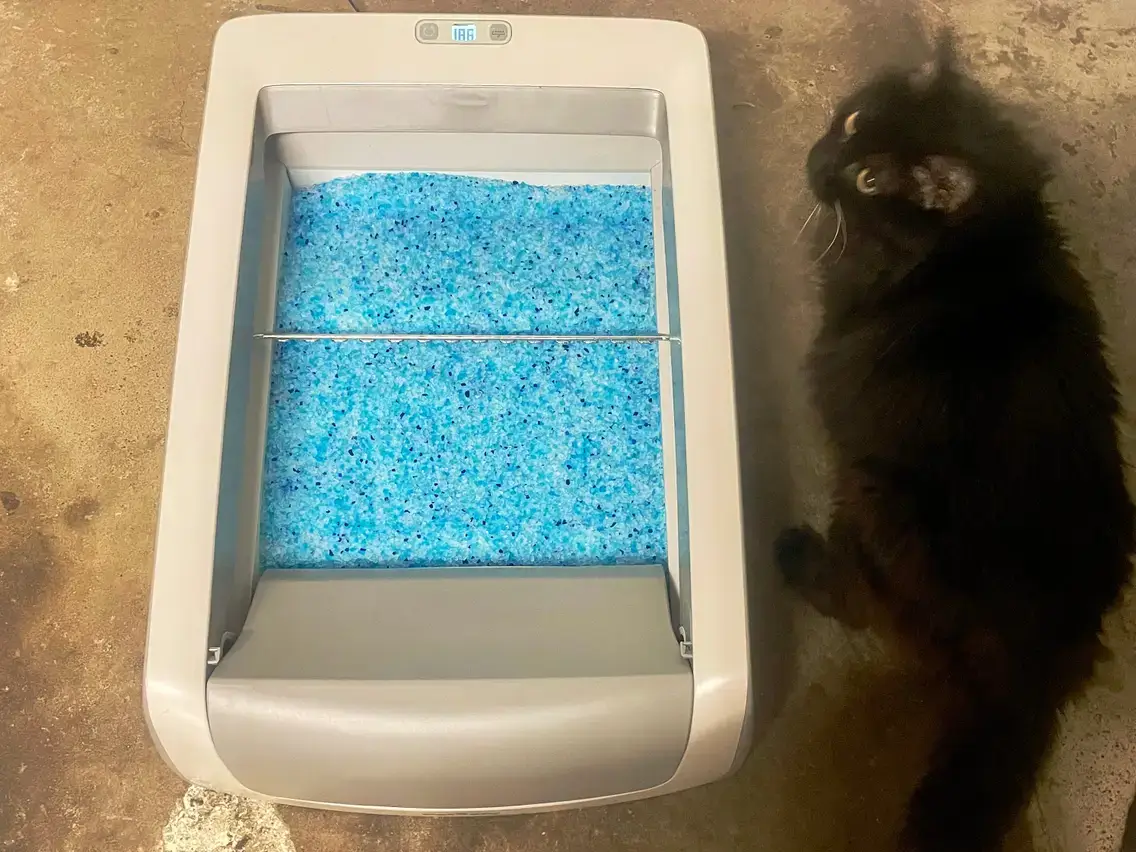 cat_beside_litter_box.webp