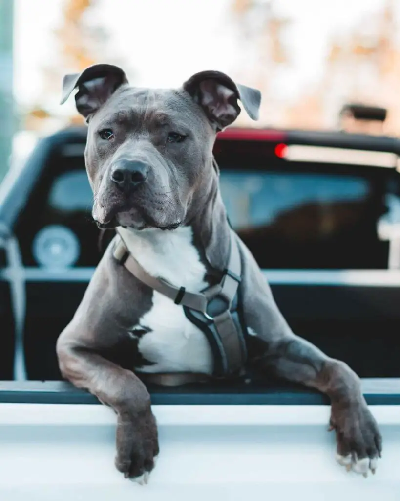 fast_pitbull_in_trucks_trailer.jpg