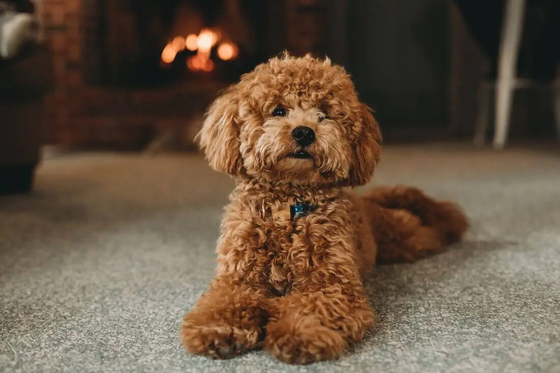 poodle_laying_on_carpet.webp