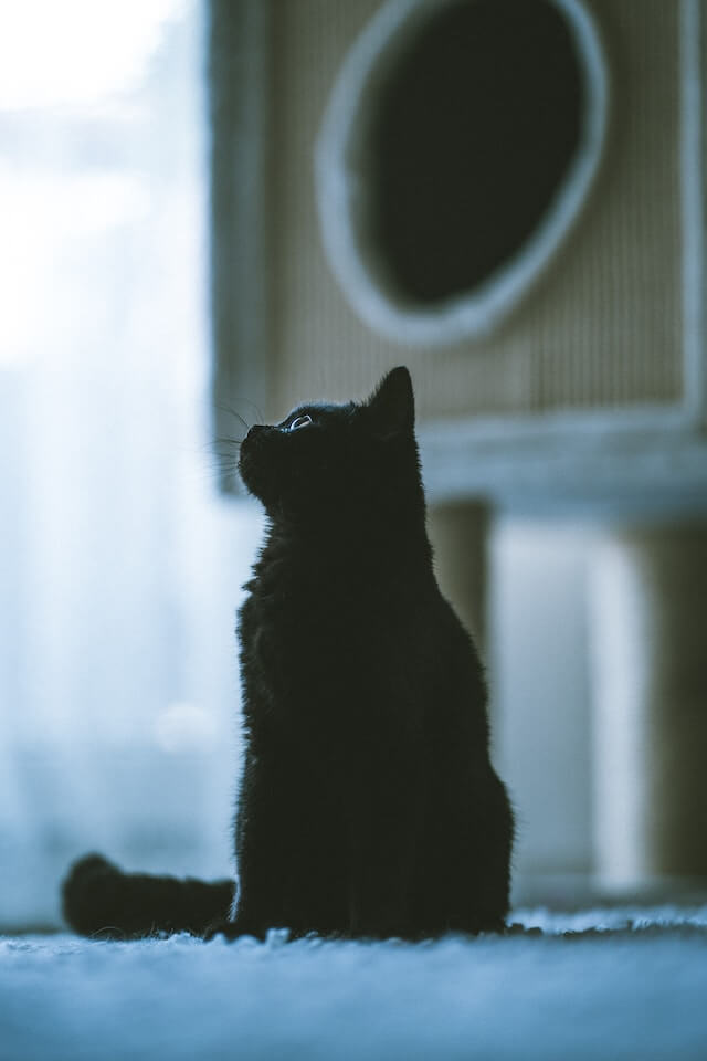 black_cat_in_room.jpg