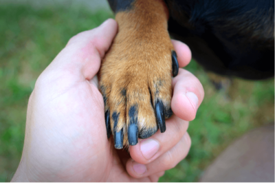 untrimmed_dog_nails.webp