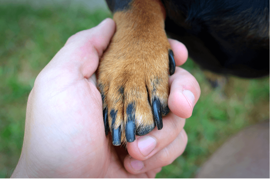 untrimmed_dog_nails.webp