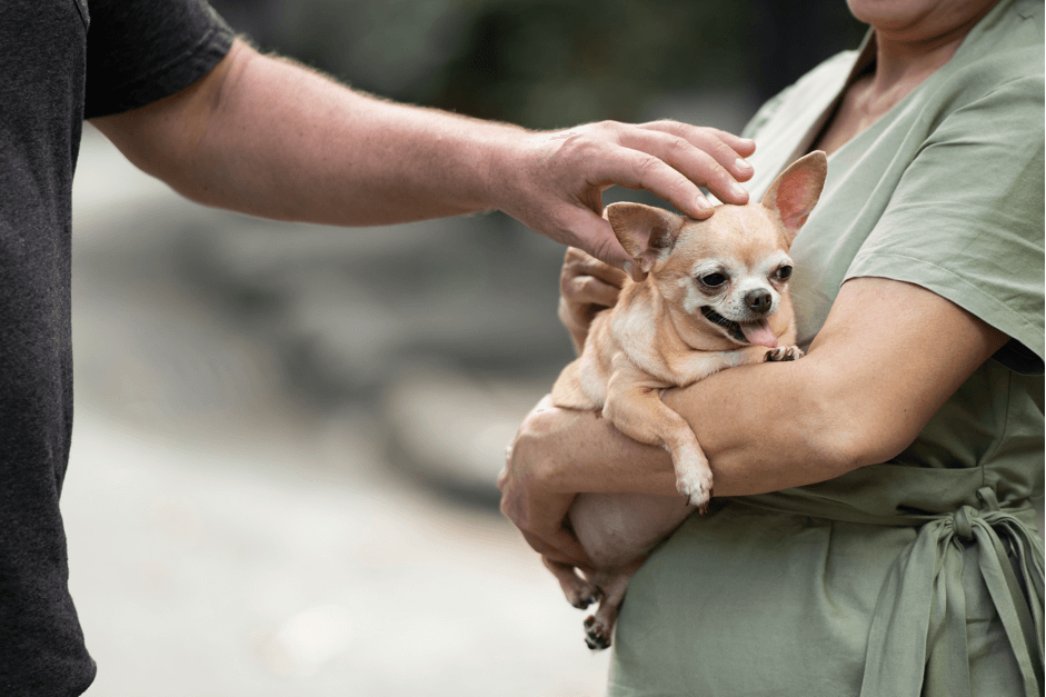 holding_chihuahua_dog_in_hands.webp